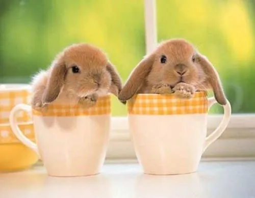 Imágenes Lindas de Conejitos | Imagenes Tiernas - Imagenes de Amor