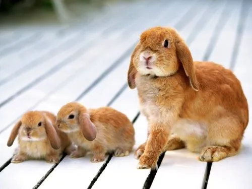 Imágenes Lindas de Conejitos | Imagenes Tiernas - Imagenes de Amor