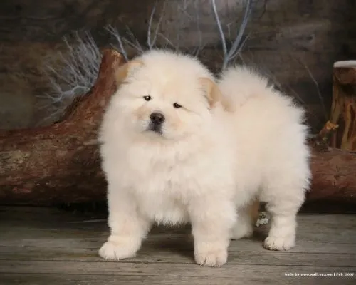 Imágenes Lindas de perros Chow Chow | Imagenes Tiernas - Imagenes ...