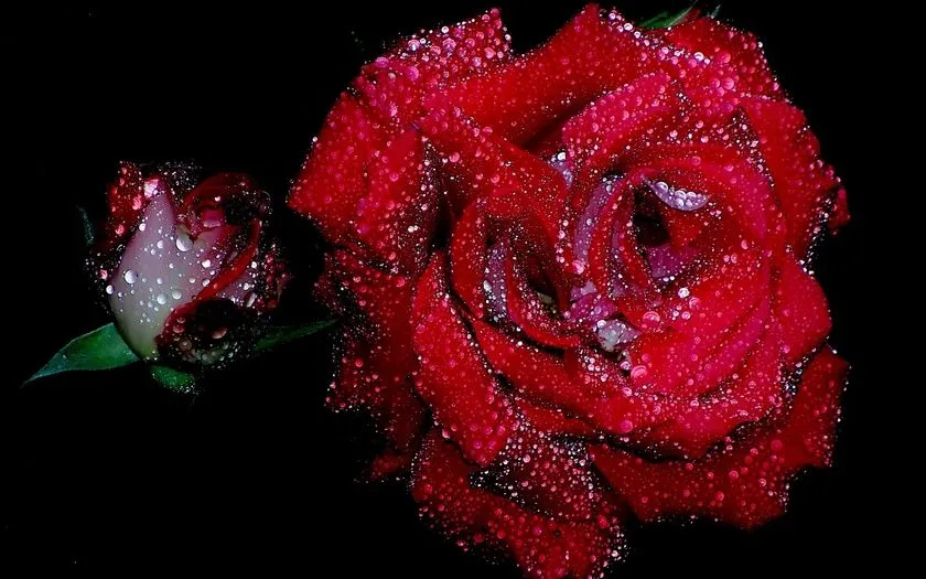 Imagenes de lindas rosas - Imagenes tiernas,imagenes bonitas