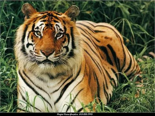 Imágenes lindas de tigres | Imagenes Tiernas - Imagenes de Amor