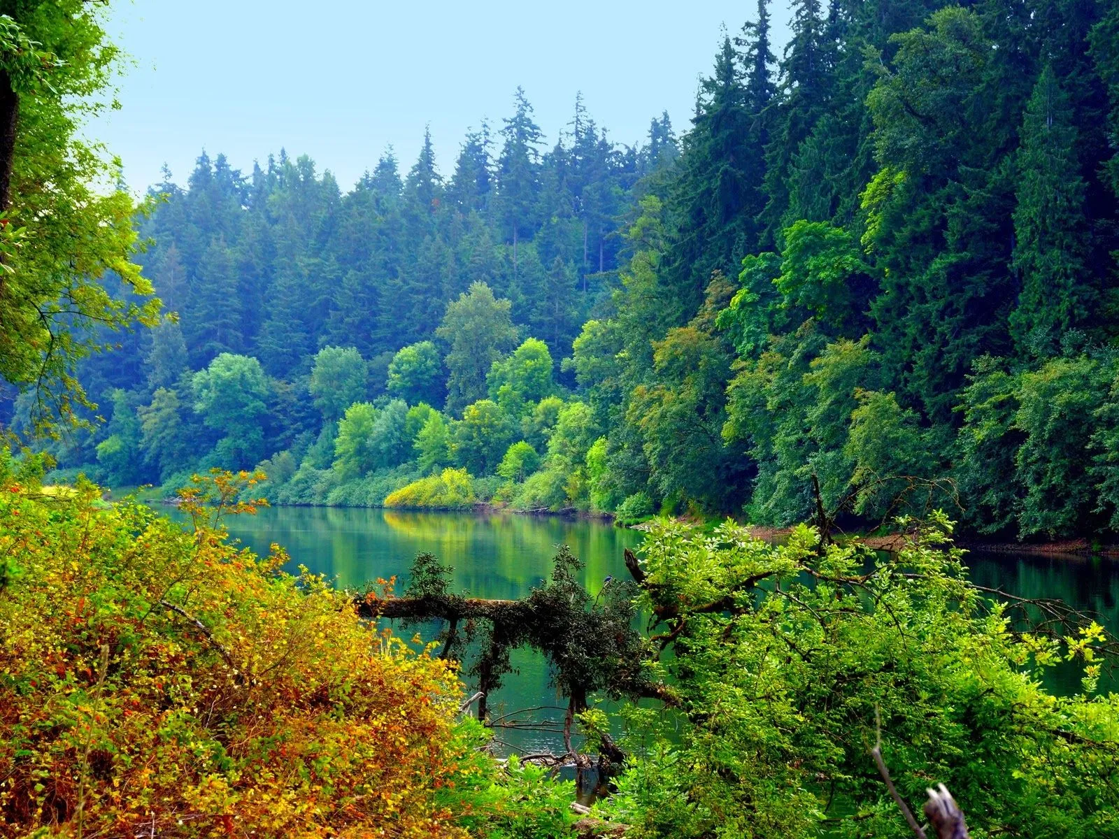 Imagenes de lindo bosque ~ Mejores Fotos del Mundo | Fotografías ...