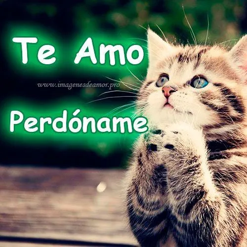 Imágenes de lindos gatitos con la frase perdóname mi amor … | Flickr