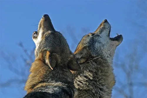 Lobos aullando | Flickr - Photo Sharing!