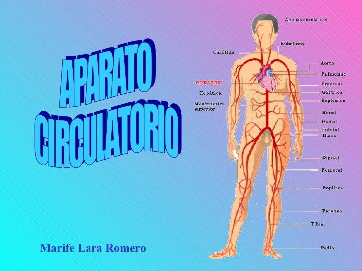 Como hacer una maqueta del sistema circulatorio con movimiento ...