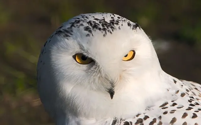 IMÁGENES MARAVILLOSAS: BUHOS O AVES NOCTURNAS; PRECIOSOS ...