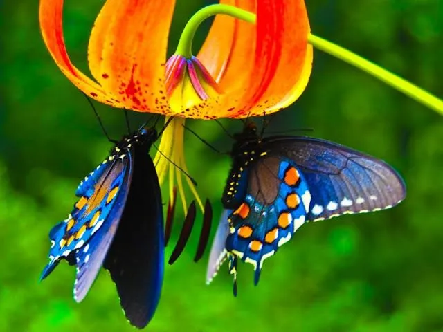 IMÁGENES MARAVILLOSAS: MARIPOSAS ...BELLAS DE VERDAD!