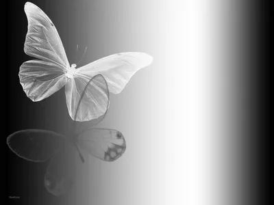 Imagenes de mariposas en blanco y negro - Imagui