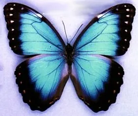 Imagenes Mariposas Brillantes and post Opiniones De Imagenes Mariposas ...