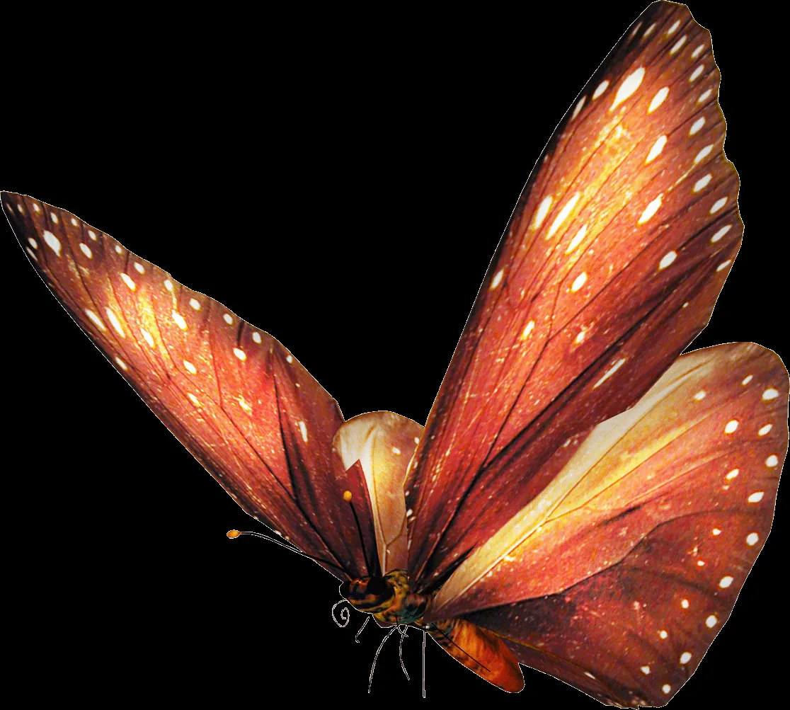 Imagenes de Mariposas Sin Fondo | Imagenes