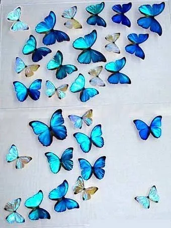 imagenes de mariposas | Imágenes