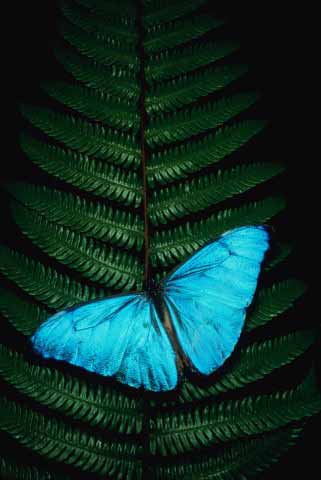 Imágenes de Mariposas… » Mariposa Azul…