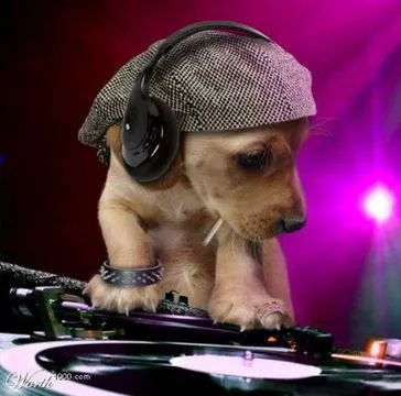 Las imágenes de las mascotas más graciosas en la web » Perro dj