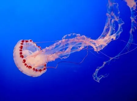 Imágenes de medusas » MEDUSAPEDIA