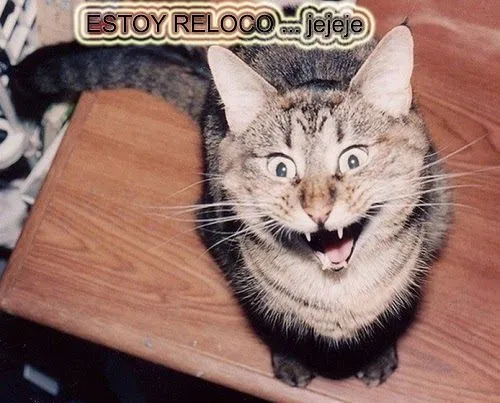 Imágenes Y Memes De Gatos: mayo 2015