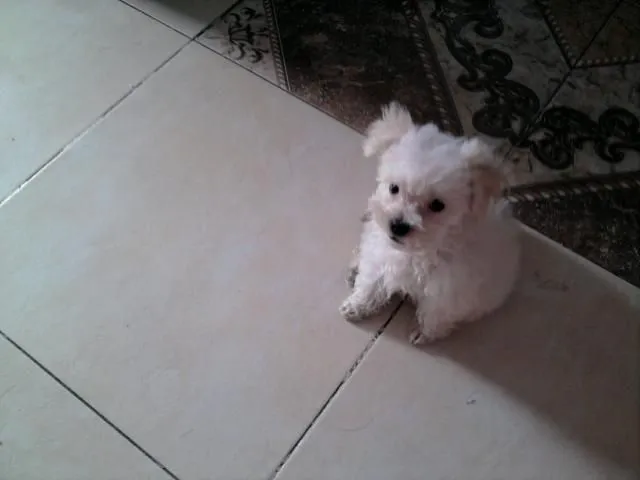 Imágenes de mini toy y tacita de te en Palmira