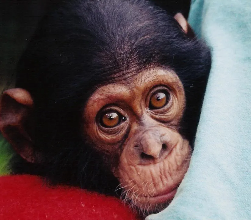Fotos de monos y simios. Imágenes de simios y monos.