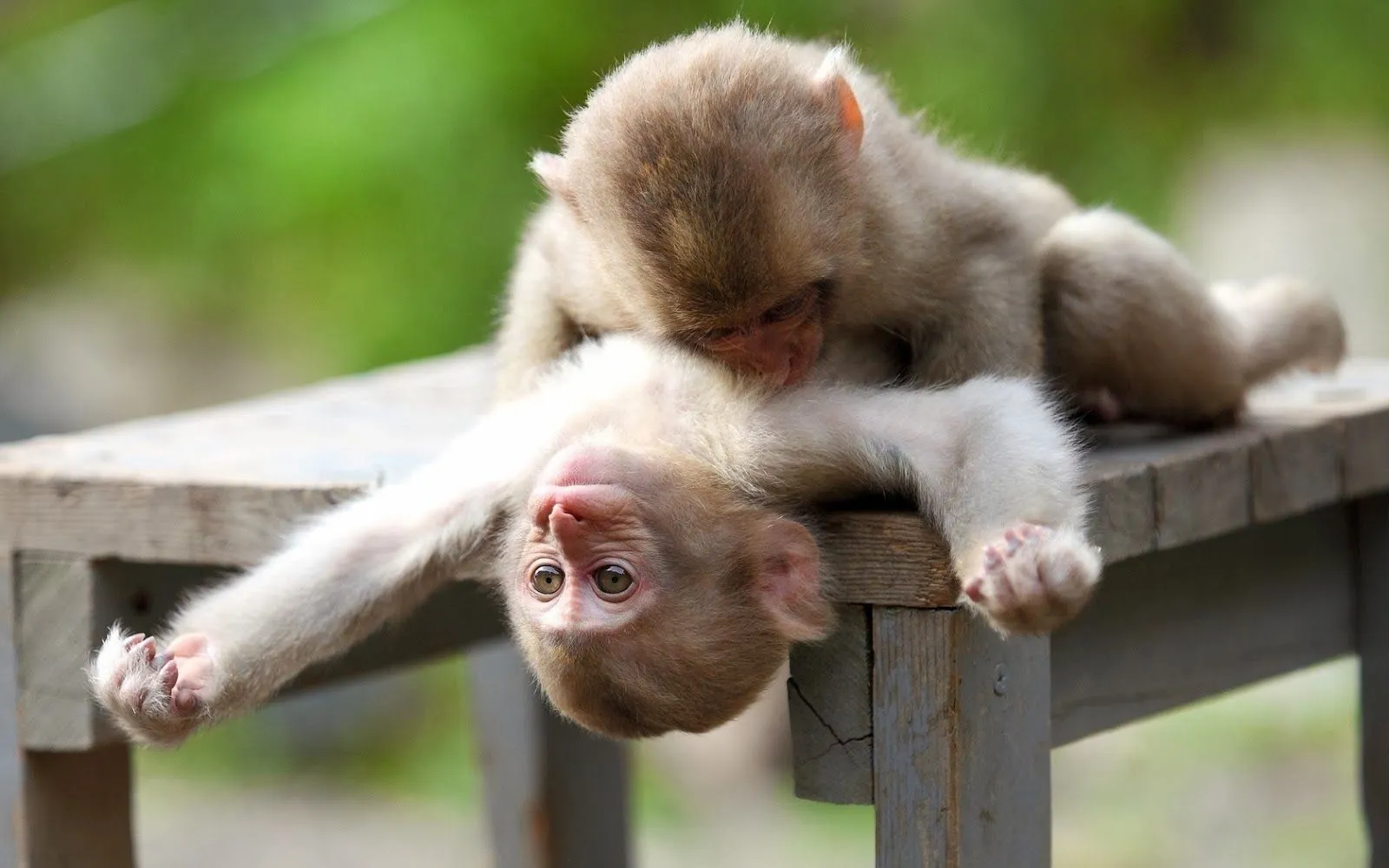 Imagenes de monos | Fotos Bonitas de Amor | Imágenes Bonitas de Amor