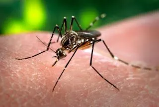 Imágenes del mosquito del dengue | MOSQUITOS