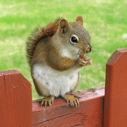 Imágenes del mundo animal: Ardillas