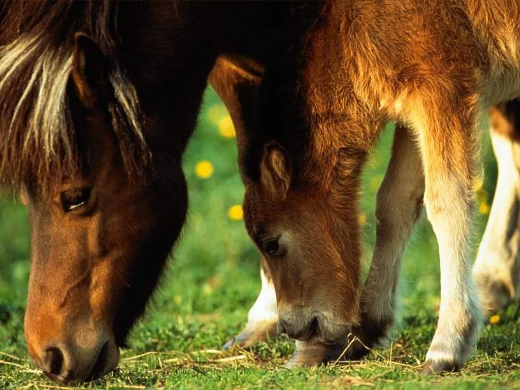 Imágenes del mundo animal: Caballos salvajes