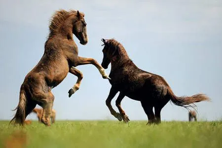 Imágenes del mundo animal: Caballos salvajes