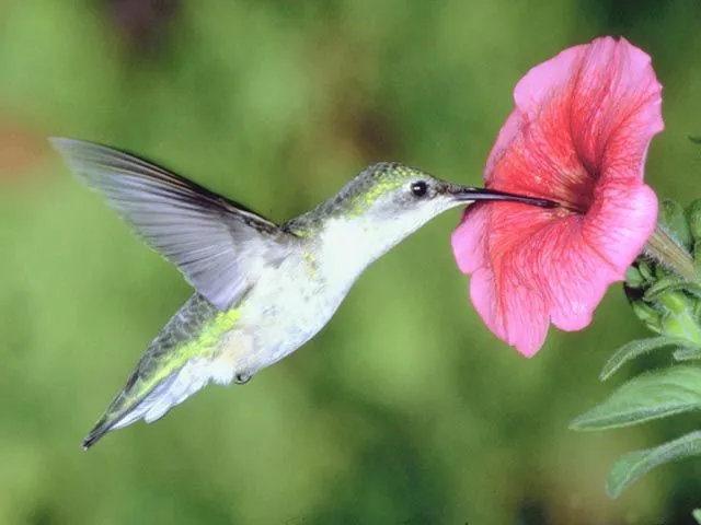 Imágenes del mundo animal: Colibri