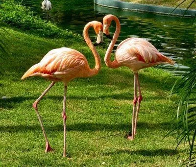 Imágenes del mundo animal: Flamencos