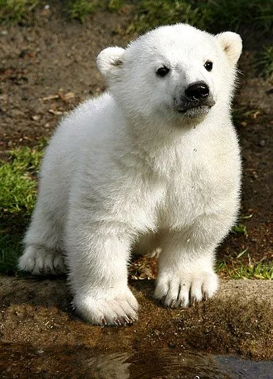 Imágenes del mundo animal: Osos polares bebés