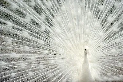 Imágenes del mundo animal: Pavo Real Albino