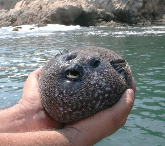 Imágenes del mundo animal: Pez Globo