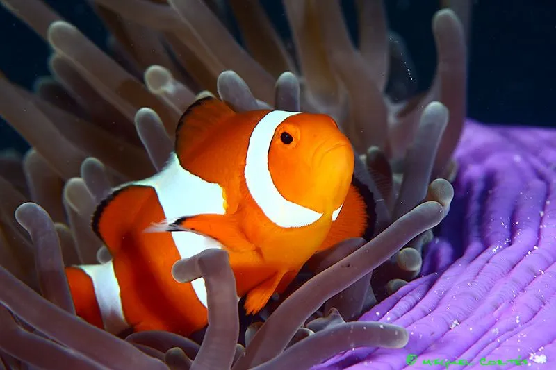 Imágenes del mundo animal: Pez Payaso