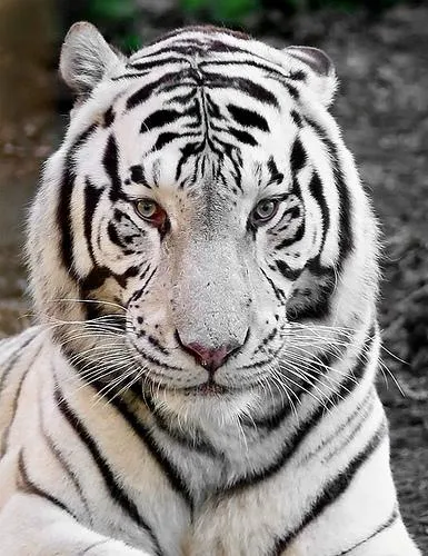 Imágenes del mundo animal: Tigre de Bengala Blanco