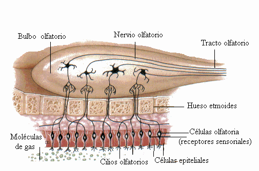 Organos de los sentidos (página 2) - Monografias.