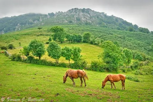 Imágenes al natural: Asturias (8)-Paisaje con caballos