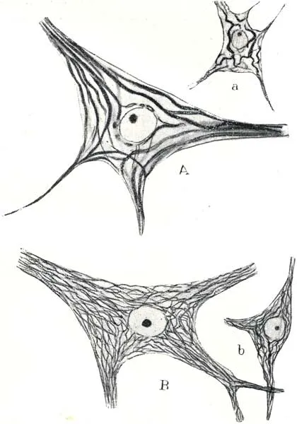 Imagenes de neuronas para colorear - Imagui