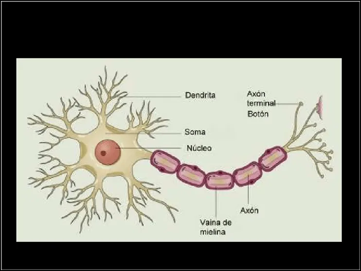 Imagenes de neuronas para colorear - Imagui