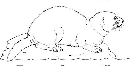 IMAGENES DE LA NUTRIA PARA COLOREAR - Imagui