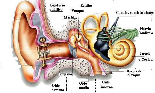 El oido con sus partes - Imagui