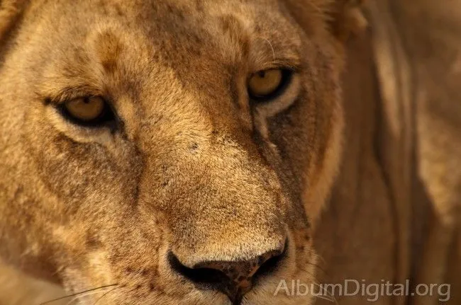 Imagenes de ojos de leones - Imagui