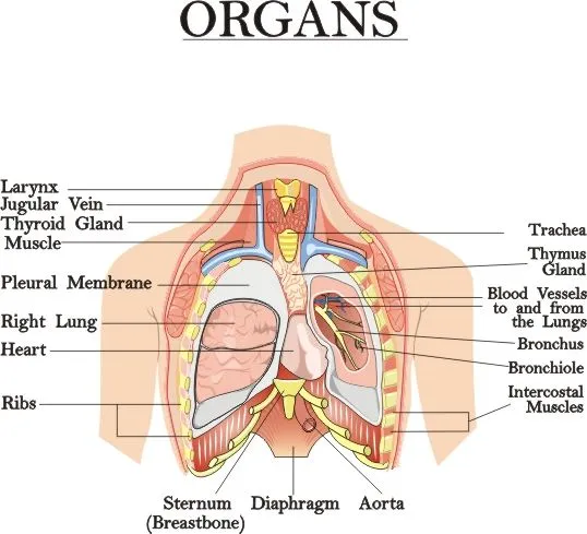 Dibujos organos del cuerpo humano - Imagui