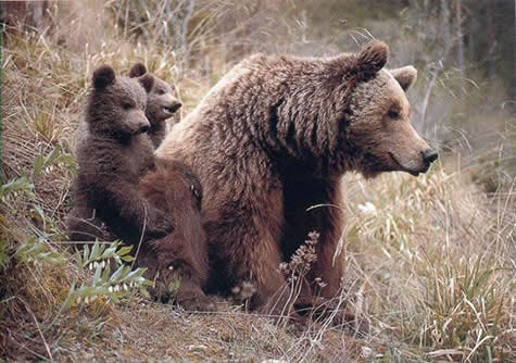 Simplemente Osos - Taringa!