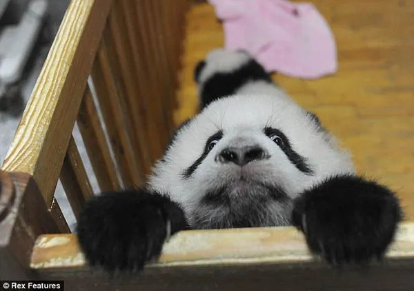 Imagenes De Osos Pandas Bebes