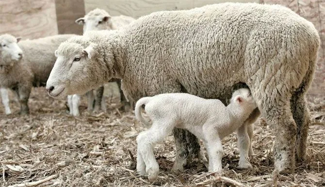 Imagenes de ovejas bebés - Imagui