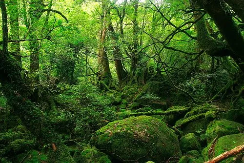 Imagenes de Paisajes: de japon