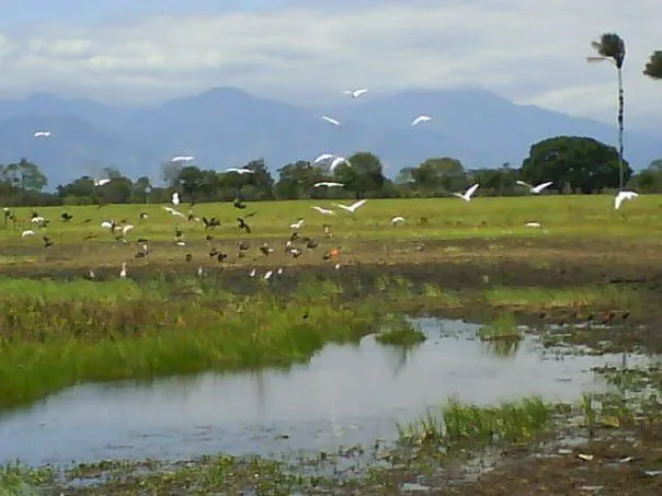 Imagenes de Paisajes: llaneros de venezuela