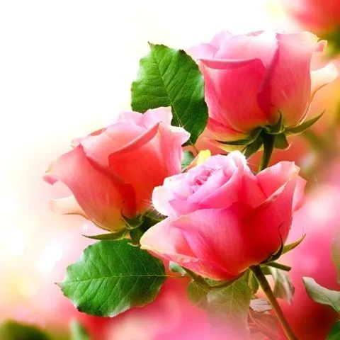 Hermosos paisajes: Rosas