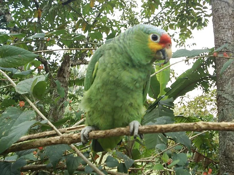 Imágenes de Pájaros: Cotorras