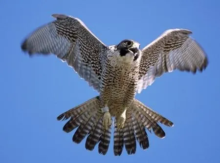 Imágenes de Pájaros: Halcones