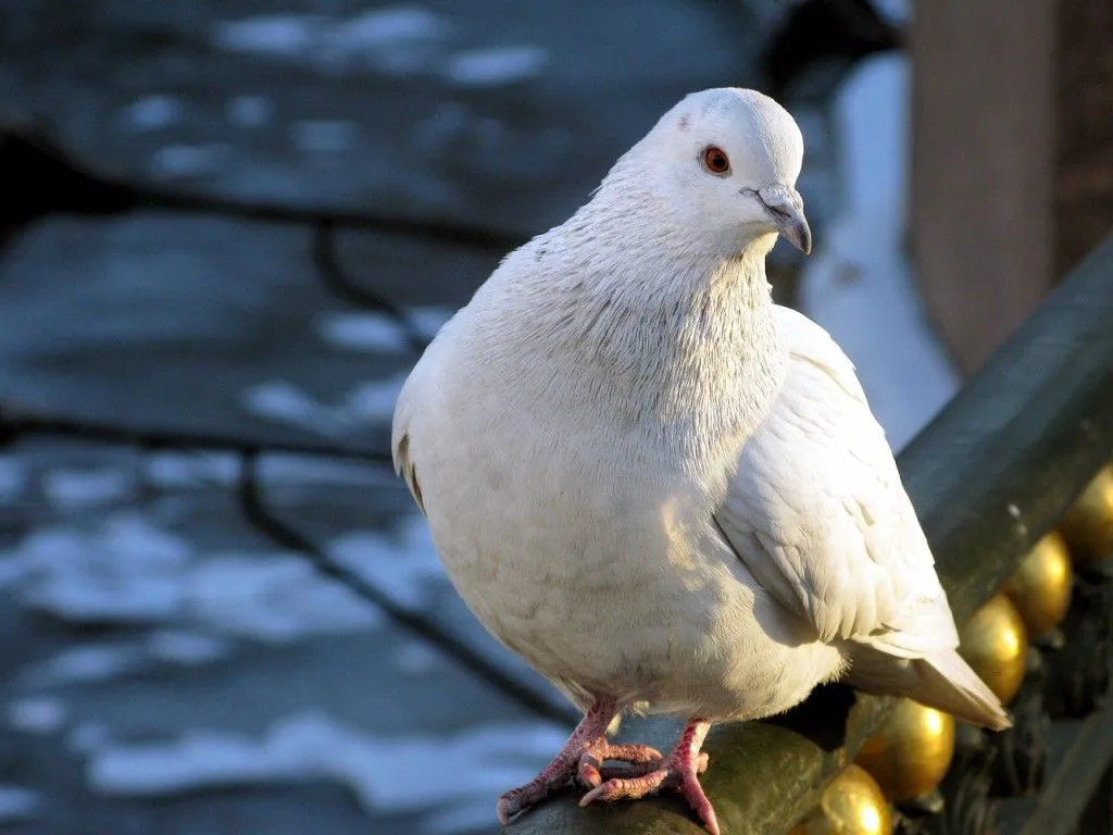 Imágenes de Pájaros: Palomas Blancas